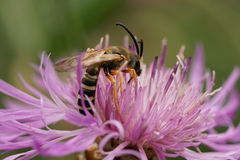 Halictus