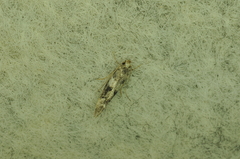 Coleotechnites atrupictella