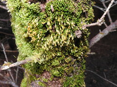 Ulota crispa