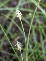 Eleocharis microcarpa