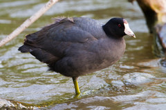 Fulica americana