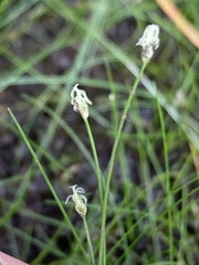 Eleocharis microcarpa