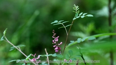 Indigofera bungeana