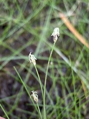 Eleocharis microcarpa