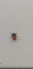 Gynandrobrotica