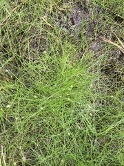 Eleocharis microcarpa