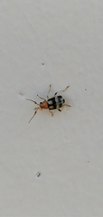 Gynandrobrotica