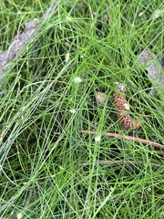 Eleocharis microcarpa
