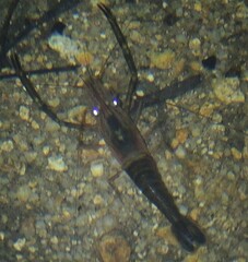 Macrobrachium laevis