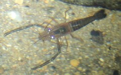 Macrobrachium laevis