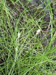 Eleocharis microcarpa