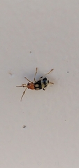 Gynandrobrotica