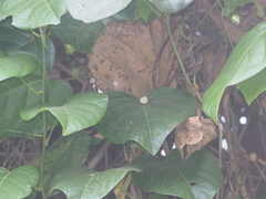 Amphidromus perversus