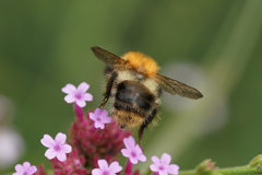 Bombus pascuorum