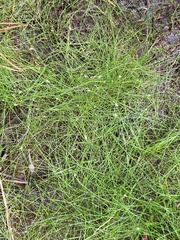 Eleocharis microcarpa