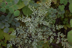 Argyrochosma