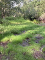 Eleocharis microcarpa