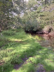 Eleocharis microcarpa