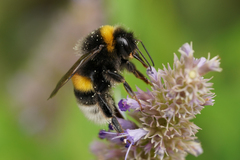 Bombus