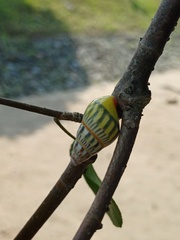 Amphidromus furcillatus