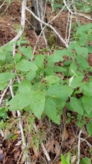 Ceanothus americanus pitcheri