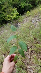 Ceanothus americanus pitcheri