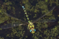 Aeshna cyanea