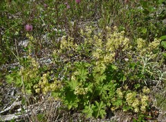 Alchemilla venosa