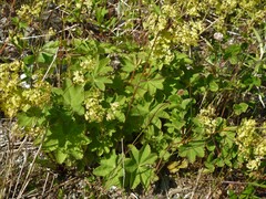 Alchemilla venosa