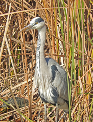 Ardea cinerea