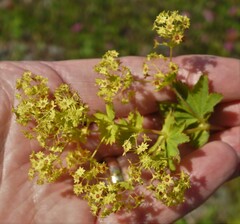 Alchemilla venosa