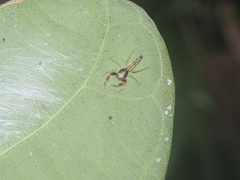 Indopadilla vimedaba