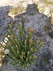 Campylostachys cernua