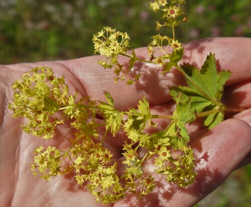 Alchemilla venosa
