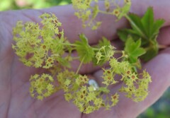 Alchemilla venosa