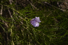 Alyogyne hakeifolia