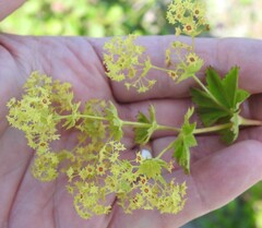 Alchemilla venosa
