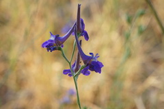 Delphinium halteratum
