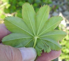 Alchemilla venosa
