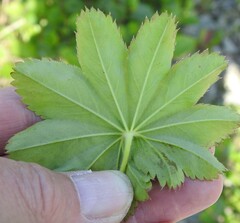 Alchemilla venosa