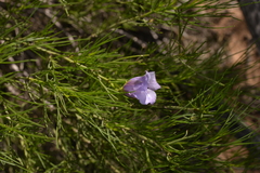 Alyogyne hakeifolia