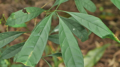 Osmanthus matsumuranus