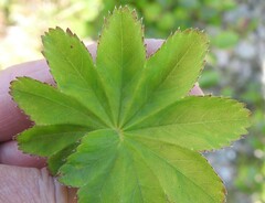 Alchemilla venosa