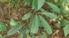 Osmanthus matsumuranus