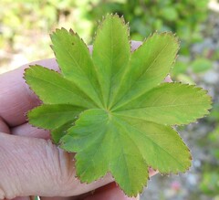 Alchemilla venosa