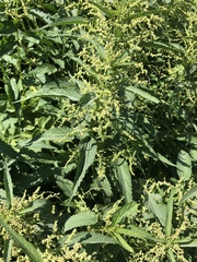 Urtica dioica