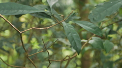 Osmanthus matsumuranus
