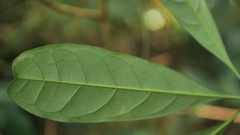 Osmanthus matsumuranus