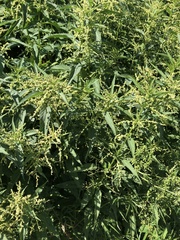 Urtica dioica