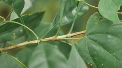 Osmanthus matsumuranus